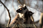 Ring-tailed Lemur - Preview of: 
ringtails120.jpg 
214 x 320 compressed image 
(82,209 bytes)