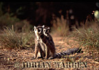 Ring-tailed Lemur - Preview of: 
ringtails123.jpg 
320 x 220 compressed image 
(48,413 bytes)