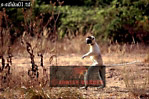 Sifaka, Preview of: 
sifaka02.jpg 
320 x 213 compressed image 
(84,274 bytes)