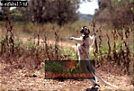 Sifaka, Preview of: 
sifaka03.jpg 
320 x 217 compressed image 
(81,030 bytes)