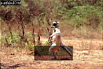 Sifaka, Preview of: 
sifaka11.jpg 
320 x 216 compressed image 
(84,550 bytes)