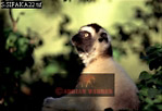 Sifaka, Preview of: 
sifaka19.jpg 
320 x 220 compressed image 
(54,402 bytes)