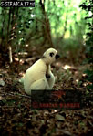 Sifaka, Preview of: 
sifaka20.jpg 
220 x 320 compressed image 
(77,673 bytes)