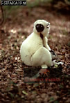 Sifaka, Preview of: 
sifaka22.jpg 
219 x 320 compressed image 
(69,778 bytes)