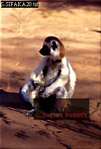 Sifaka, Preview of: 
sifaka23.jpg 
218 x 320 compressed image 
(60,774 bytes)