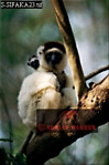 Sifaka, Preview of: 
sifaka24.jpg 
213 x 320 compressed image 
(59,239 bytes)