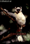 Sifaka, Preview of: 
sifaka32.jpg 
219 x 320 compressed image 
(43,640 bytes)