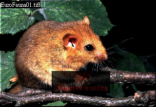 mice02.jpg 
320 x 220 compressed image 
(75,130 bytes)