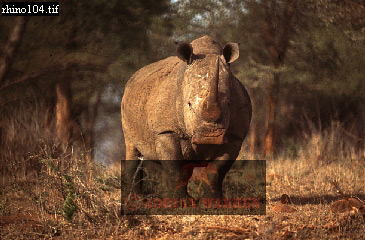 rhino2.jpg 
365 x 240 compressed image 
(87,790 bytes)