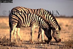 Preview of: 
zebra01.jpg 
350 x 236 compressed image 
(93,871 bytes)
