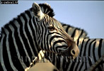 Preview of: 
zebra02.jpg 
350 x 240 compressed image 
(75,220 bytes)
