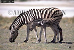 Preview of: 
zebra03.jpg 
350 x 239 compressed image 
(85,528 bytes)