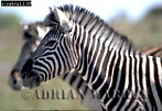 Preview of: 
zebra04.jpg 
350 x 241 compressed image 
(76,962 bytes)