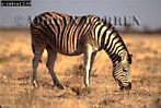 Preview of: 
zebra05.jpg 
350 x 238 compressed image 
(90,003 bytes)