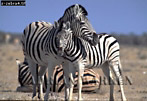 Preview of: 
zebra15.jpg 
350 x 242 compressed image 
(80,294 bytes)