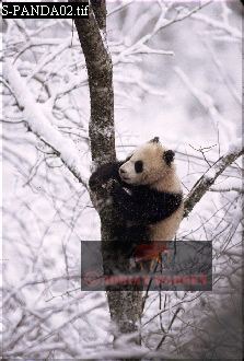 Giant Panda, Ailuropoda melanoleuca, panda02.jpg 
223 x 330 compressed image 
(69,780 bytes)