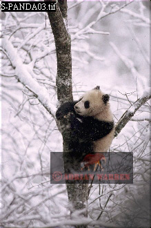 Giant Panda, Ailuropoda melanoleuca, panda03.jpg 
219 x 330 compressed image 
(68,449 bytes)