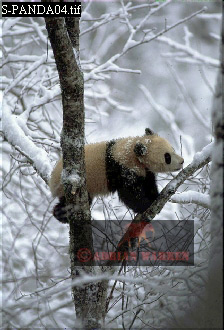 Giant Panda, Ailuropoda melanoleuca, panda04.jpg 
224 x 330 compressed image 
(73,205 bytes)
