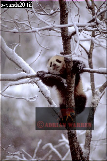 Giant Panda, Ailuropoda melanoleuca, panda05.jpg 
220 x 330 compressed image 
(70,052 bytes)
