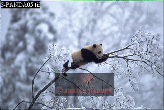 Giant Panda, Ailuropoda melanoleuca, panda06.jpg 
330 x 223 compressed image 
(66,578 bytes)