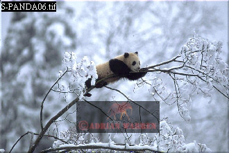 Giant Panda, Ailuropoda melanoleuca, panda07.jpg 
330 x 221 compressed image 
(70,849 bytes)