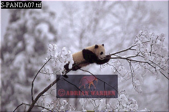 Giant Panda, Ailuropoda melanoleuca, panda08.jpg 
330 x 219 compressed image 
(67,125 bytes)
