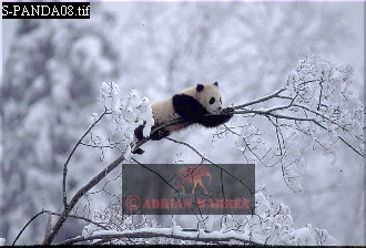 Giant Panda, Ailuropoda melanoleuca, panda09.jpg 
330 x 224 compressed image 
(67,006 bytes)