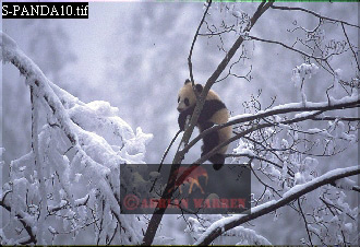 Giant Panda, Ailuropoda melanoleuca, panda11.jpg 
330 x 226 compressed image 
(79,048 bytes)