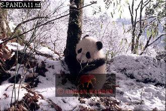 Giant Panda, Ailuropoda melanoleuca, panda12.jpg 
330 x 220 compressed image 
(96,771 bytes)