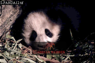 Giant Panda, Ailuropoda melanoleuca, panda13.jpg 
330 x 220 compressed image 
(64,183 bytes)