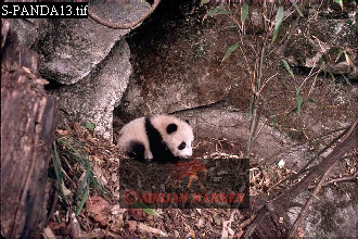 Giant Panda, Ailuropoda melanoleuca, panda14.jpg 
330 x 220 compressed image 
(94,181 bytes)