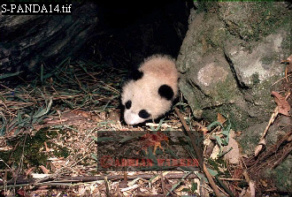 Giant Panda, Ailuropoda melanoleuca, panda15.jpg 
330 x 223 compressed image 
(90,652 bytes)