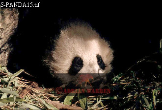 Giant Panda, Ailuropoda melanoleuca, panda16.jpg 
330 x 225 compressed image 
(57,567 bytes)