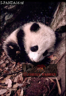 Giant Panda, Ailuropoda melanoleuca, panda17.jpg 
225 x 330 compressed image 
(80,598 bytes)
