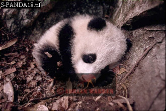 Giant Panda, Ailuropoda melanoleuca, panda19.jpg 
330 x 221 compressed image 
(77,110 bytes)