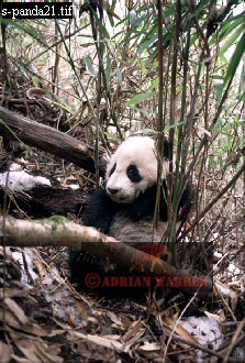 Giant Panda, Ailuropoda melanoleuca, panda20.jpg 
223 x 330 compressed image 
(96,262 bytes)