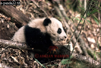 Giant Panda, Ailuropoda melanoleuca, panda21.jpg 
330 x 223 compressed image 
(80,868 bytes)
