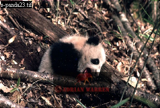 Giant Panda, Ailuropoda melanoleuca, panda22.jpg 
330 x 222 compressed image 
(91,809 bytes)