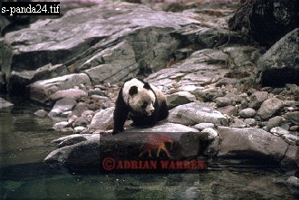 Giant Panda, Ailuropoda melanoleuca, panda23.jpg 
330 x 221 compressed image 
(76,586 bytes)