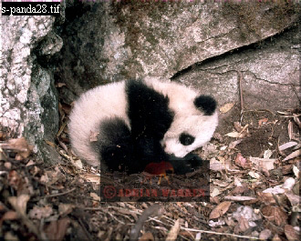 Giant Panda, Ailuropoda melanoleuca, panda27.jpg 
330 x 265 compressed image 
(103,481 bytes)