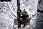 Giant Panda, Ailuropoda melanoleuca, Preview of: 
panda01.jpg 
330 x 222 compressed image 
(71,454 bytes)