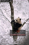 Giant Panda, Ailuropoda melanoleuca, Preview of: 
panda03.jpg 
219 x 330 compressed image 
(68,449 bytes)