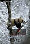 Giant Panda, Ailuropoda melanoleuca, Preview of: 
panda04.jpg 
224 x 330 compressed image 
(73,205 bytes)