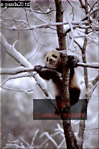 Giant Panda, Ailuropoda melanoleuca, Preview of: 
panda05.jpg 
220 x 330 compressed image 
(70,052 bytes)