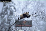 Giant Panda, Ailuropoda melanoleuca, Preview of: 
panda06.jpg 
330 x 223 compressed image 
(66,578 bytes)