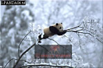Giant Panda, Ailuropoda melanoleuca, Preview of: 
panda07.jpg 
330 x 221 compressed image 
(70,849 bytes)