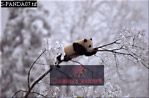 Giant Panda, Ailuropoda melanoleuca, Preview of: 
panda08.jpg 
330 x 219 compressed image 
(67,125 bytes)