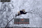 Giant Panda, Ailuropoda melanoleuca, Preview of: 
panda09.jpg 
330 x 224 compressed image 
(67,006 bytes)