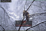Giant Panda, Ailuropoda melanoleuca, Preview of: 
panda11.jpg 
330 x 226 compressed image 
(79,048 bytes)