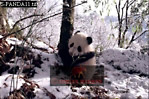 Giant Panda, Ailuropoda melanoleuca, Preview of: 
panda12.jpg 
330 x 220 compressed image 
(96,771 bytes)